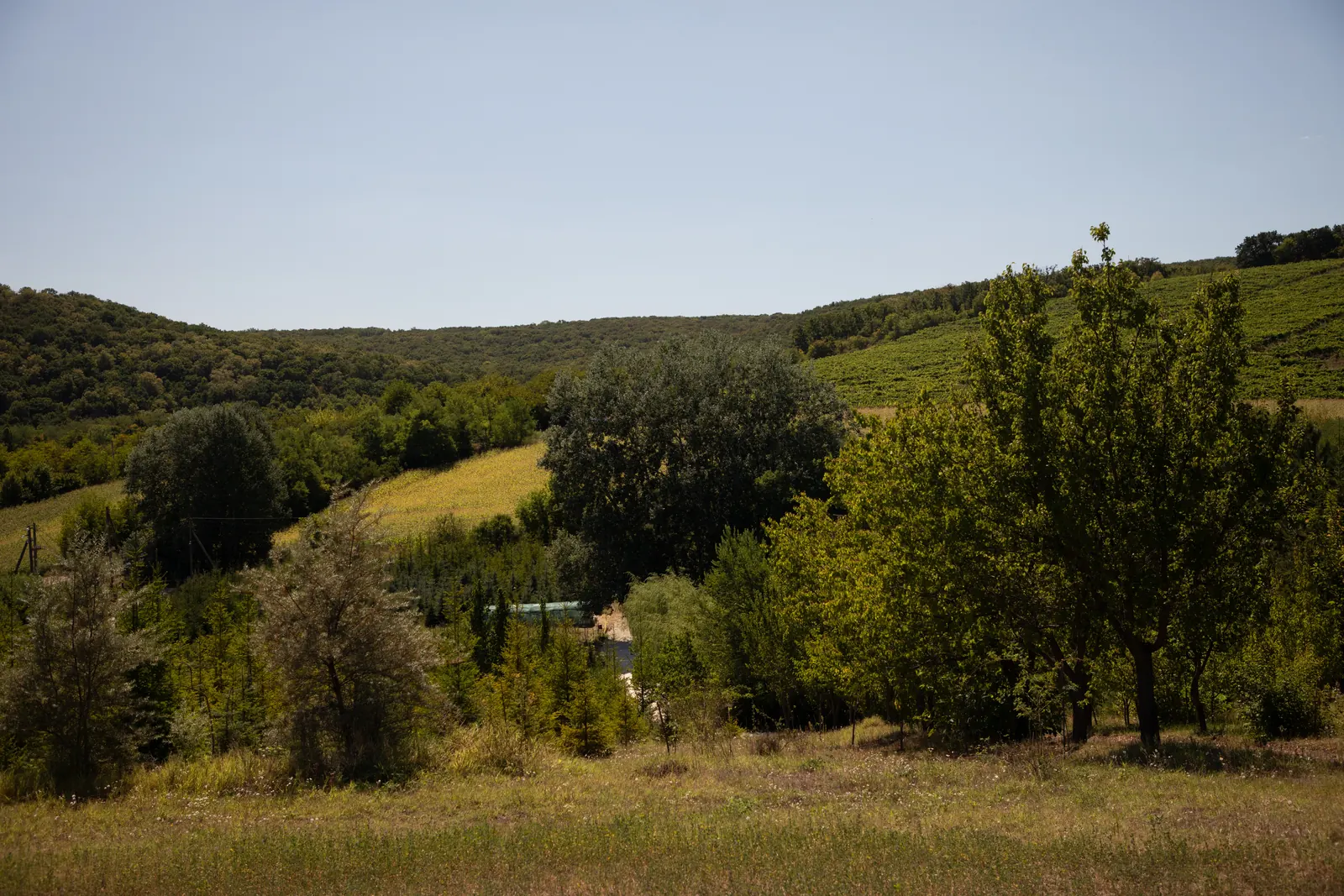 Vale verde cu arbori tineri și dealuri împădurite