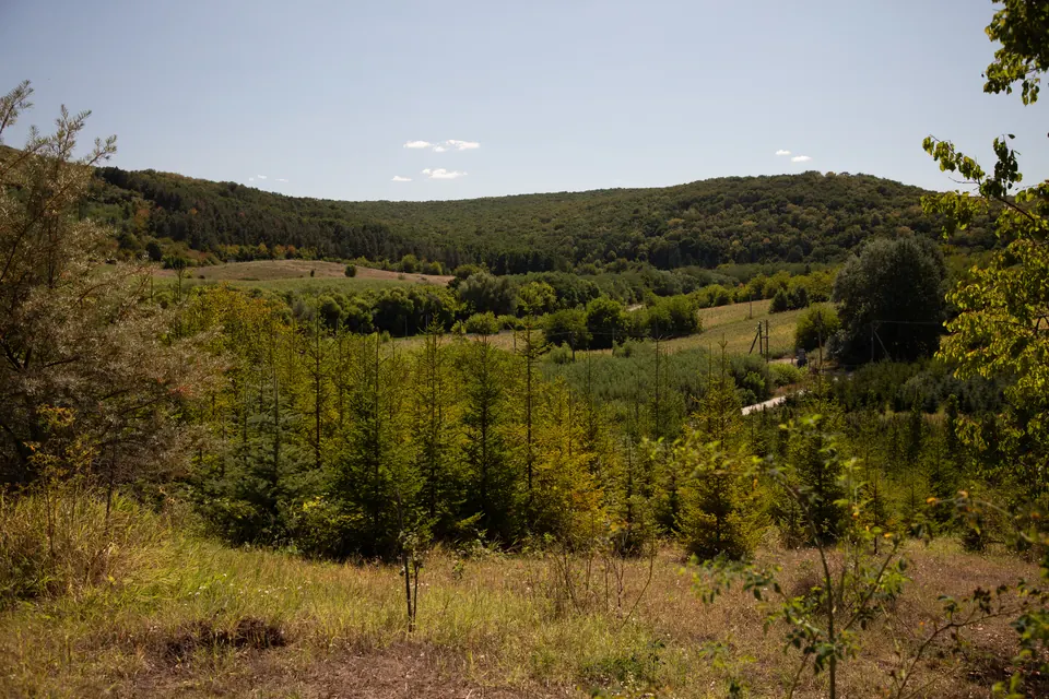 Plantație de conifere tinere în valea DendroPark